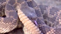 Rattlesnakes can apparently harvest rainwater in their scales