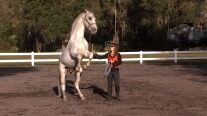 You can see Royal Lipizzan Stallions train in Myakka City