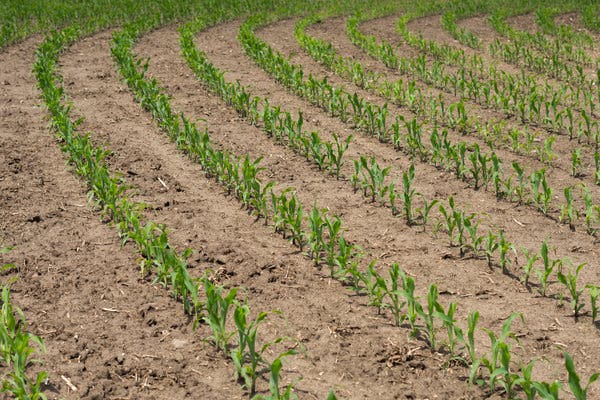 Mr. Ripp’s corn fields in Lodi, Wis. The Agriculture Department has set aside $16 billion for relief from economic damage caused by the pandemic, but that sum is expected to increase substantially. 
